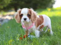 Rosie, a female Cavalier King Charles Spaniel for sale in Fredericksburg, OH – Photo 4 of 7