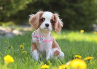 Rosie, a female Cavalier King Charles Spaniel for sale in Fredericksburg, OH – Photo 3 of 7