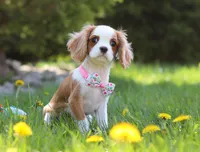 Rosie, a female Cavalier King Charles Spaniel for sale in Fredericksburg, OH – Photo 2 of 7