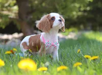 Rosie, a female Cavalier King Charles Spaniel for sale in Fredericksburg, OH – Photo 6 of 7