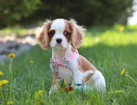 Rosie, a female Cavalier King Charles Spaniel for sale in Fredericksburg, OH – Photo 7 of 7