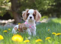 Rosie, a female Cavalier King Charles Spaniel for sale in Fredericksburg, OH – Photo 5 of 7