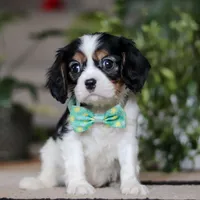 Shawn, a male Cavalier King Charles Spaniel for sale in Fredericksburg, OH – Photo 3 of 5