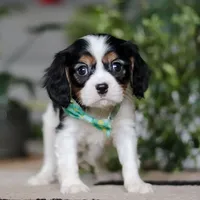 Shawn, a male Cavalier King Charles Spaniel for sale in Fredericksburg, OH – Photo 1 of 5