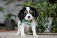 Shawn, a male Cavalier King Charles Spaniel for sale in Fredericksburg, OH – Photo 1 of 5