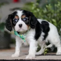 Shawn, a male Cavalier King Charles Spaniel for sale in Fredericksburg, OH – Photo 4 of 5