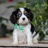 Shawn, a male Cavalier King Charles Spaniel for sale in Fredericksburg, OH – Photo 2 of 5