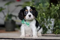 Shawn, a male Cavalier King Charles Spaniel for sale in Fredericksburg, OH – Photo 2 of 5