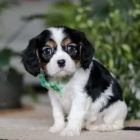 Shawn, a male Cavalier King Charles Spaniel for sale in Fredericksburg, OH – Photo 5 of 5