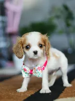 Ashley, a female Cavalier King Charles Spaniel for sale in Fredericksburg, OH – Photo 4 of 6