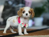 Ashley, a female Cavalier King Charles Spaniel for sale in Fredericksburg, OH – Photo 5 of 6