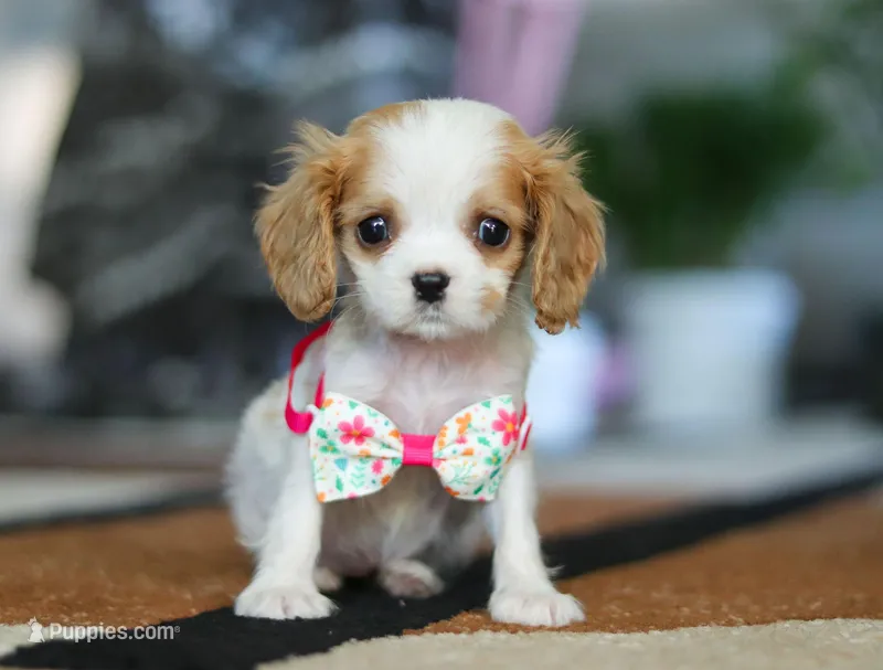 Ashley, a female Cavalier King Charles Spaniel for sale in Fredericksburg, OH – Photo 1 of 6