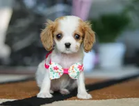Ashley, a female Cavalier King Charles Spaniel for sale in Fredericksburg, OH – Photo 1 of 6