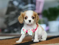 Ashley, a female Cavalier King Charles Spaniel for sale in Fredericksburg, OH – Photo 6 of 6