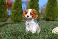 Penny, a female Cavalier King Charles Spaniel for sale in Fredericksburg, OH – Photo 5 of 8