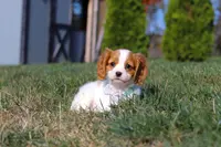 Penny, a female Cavalier King Charles Spaniel for sale in Fredericksburg, OH – Photo 4 of 8