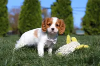 Penny, a female Cavalier King Charles Spaniel for sale in Fredericksburg, OH – Photo 7 of 8