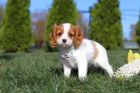 Penny, a female Cavalier King Charles Spaniel for sale in Fredericksburg, OH – Photo 8 of 8
