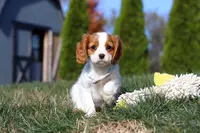 Penny, a female Cavalier King Charles Spaniel for sale in Fredericksburg, OH – Photo 2 of 8