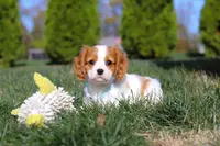 Penny, a female Cavalier King Charles Spaniel for sale in Fredericksburg, OH – Photo 3 of 8