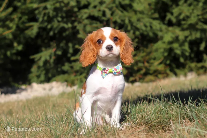 Cody, a male Cavalier King Charles Spaniel for sale in Fredericksburg, OH – Photo 1 of 5