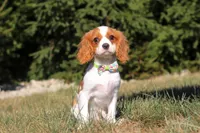 Cody, a male Cavalier King Charles Spaniel for sale in Fredericksburg, OH – Photo 1 of 5