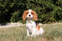 Cody, a male Cavalier King Charles Spaniel for sale in Fredericksburg, OH – Photo 3 of 5