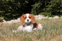 Cody, a male Cavalier King Charles Spaniel for sale in Fredericksburg, OH – Photo 5 of 5