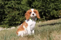 Cody, a male Cavalier King Charles Spaniel for sale in Fredericksburg, OH – Photo 4 of 5