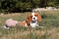 Cody, a male Cavalier King Charles Spaniel for sale in Fredericksburg, OH – Photo 2 of 5