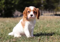 Jake, a male Cavalier King Charles Spaniel for sale in Fredericksburg, OH – Photo 3 of 8