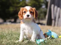 Jake, a male Cavalier King Charles Spaniel for sale in Fredericksburg, OH – Photo 7 of 8
