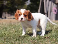 Jake, a male Cavalier King Charles Spaniel for sale in Fredericksburg, OH – Photo 5 of 8