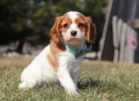 Jake, a male Cavalier King Charles Spaniel for sale in Fredericksburg, OH – Photo 1 of 8