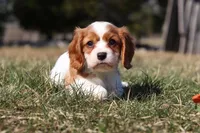 Jake, a male Cavalier King Charles Spaniel for sale in Fredericksburg, OH – Photo 4 of 8