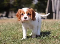 Jake, a male Cavalier King Charles Spaniel for sale in Fredericksburg, OH – Photo 8 of 8
