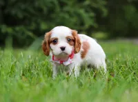 Kelly, a female Cavalier King Charles Spaniel for sale in Fredericksburg, OH – Photo 5 of 5