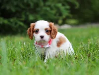 Kelly, a female Cavalier King Charles Spaniel for sale in Fredericksburg, OH – Photo 3 of 5
