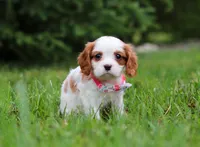 Kelly, a female Cavalier King Charles Spaniel for sale in Fredericksburg, OH – Photo 2 of 5