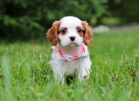 Kelly, a female Cavalier King Charles Spaniel for sale in Fredericksburg, OH – Photo 1 of 5