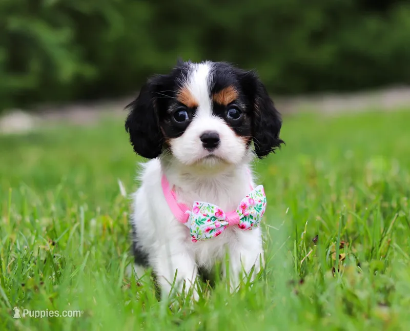Sage, a female Cavalier King Charles Spaniel for sale in Fredericksburg, OH – Photo 1 of 5