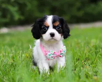 Sage, a female Cavalier King Charles Spaniel for sale in Fredericksburg, OH – Photo 1 of 5