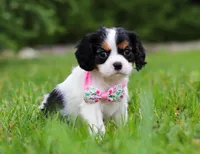 Sage, a female Cavalier King Charles Spaniel for sale in Fredericksburg, OH – Photo 5 of 5