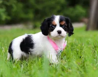 Sage, a female Cavalier King Charles Spaniel for sale in Fredericksburg, OH – Photo 2 of 5