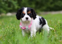 Sage, a female Cavalier King Charles Spaniel for sale in Fredericksburg, OH – Photo 3 of 5