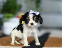 Tena, a female Cavalier King Charles Spaniel for sale in Fredericksburg, OH – Photo 2 of 6