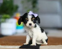 Tena, a female Cavalier King Charles Spaniel for sale in Fredericksburg, OH – Photo 5 of 6