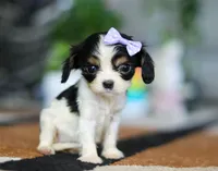 Tena, a female Cavalier King Charles Spaniel for sale in Fredericksburg, OH – Photo 3 of 6