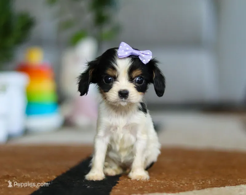 Tena, a female Cavalier King Charles Spaniel for sale in Fredericksburg, OH – Photo 1 of 6