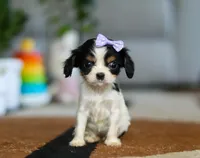 Tena, a female Cavalier King Charles Spaniel for sale in Fredericksburg, OH – Photo 1 of 6